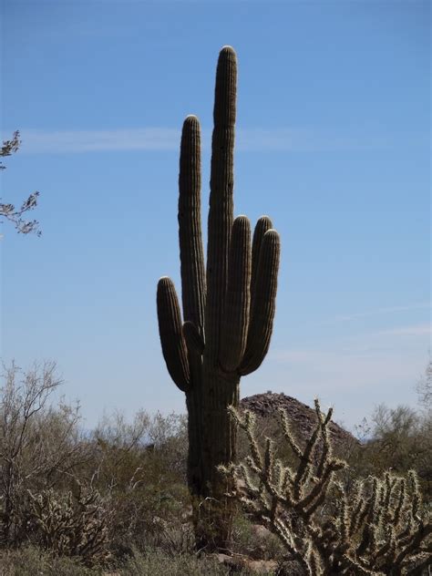 Math Science And Technology Blog Common Arizona Cacti