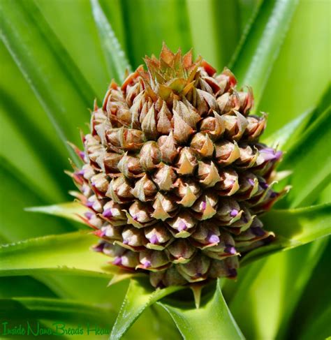 Pineapple Plants Inside Nanabreads Head