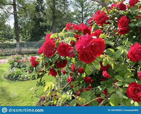 Many Red Roses On A Large Bush Stock Photo Image Of Lawn Large