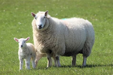 Animales De Granja Significado Características Clasificación Y Ejemplos