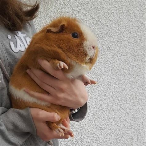 Really Big Guinea Pig Repro