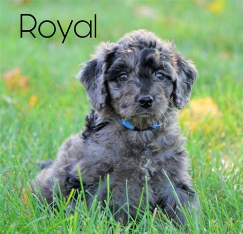 Mini Goldendoodle Blue Merle For Sale Loudenville Oh Male Royal Ac Puppies Llc