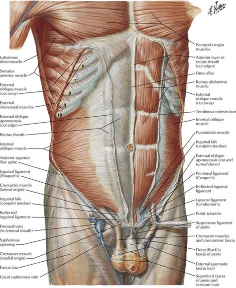 Anatomy Of The Abdomenal Muscle Hot Sex Picture
