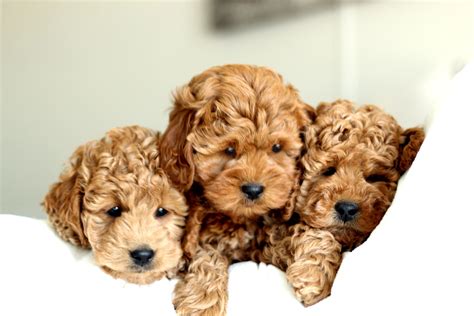 Golden River Puppies Miniature Goldendoodle Puppies For Sale
