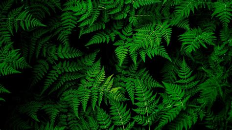 Green Plants Wallpapers Wallpaper Cave