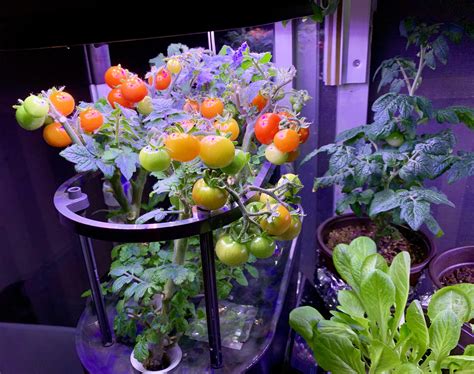Table of contents what is an aerogarden? I have tomatoes!! 😊 : aerogarden
