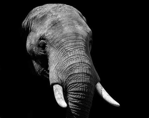 Elephant During Daytime Photo Free Black And White Image On Unsplash