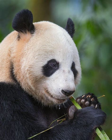 Mogens Trolle On Instagram “the Flute Player Giant Panda Eating