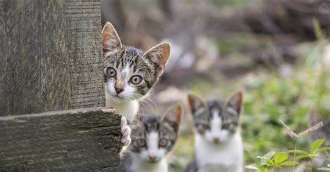 4 streuen sie feines stroh auf diesen bereich. Katzen - Haustier, vertreiben und Tipps - Mein schöner Garten
