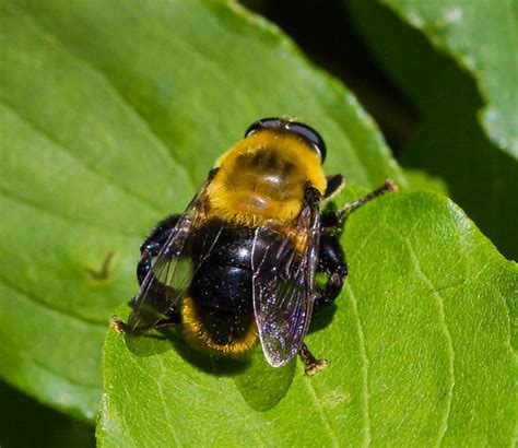 Fly That Looks Like A Bumblebee Mallota Bautias Bugguidenet