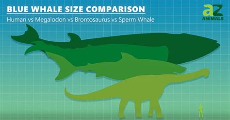 Blue Whale Size Comparison Just How Big Is The Biggest Animal In The