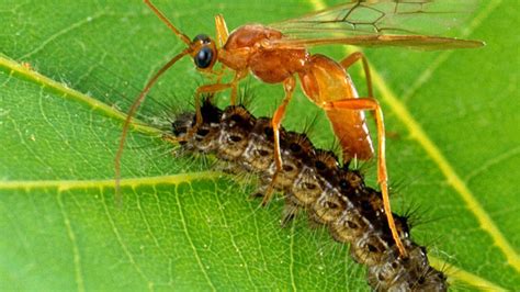 Parasitic Wasps Turn Other Insects Into Zombies Saving Millions Of