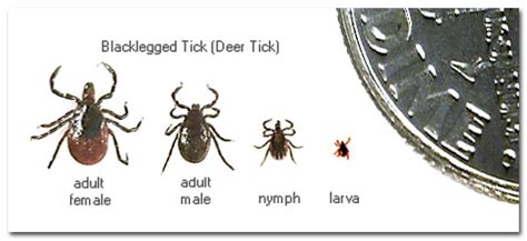 Compare Deer Tick Good Morning Gloucester