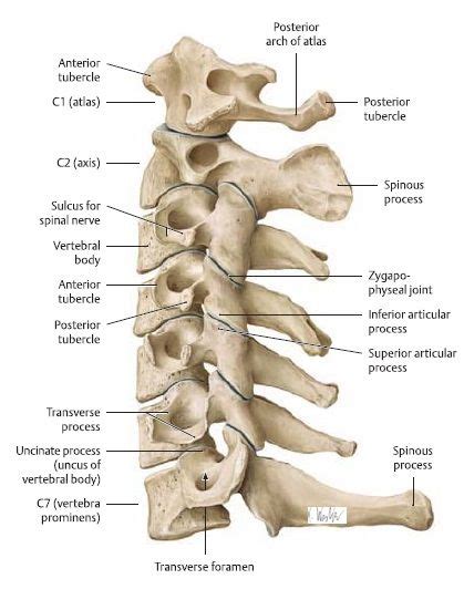 Cervical Instability Physiopedia Universal Access To Physiotherapy