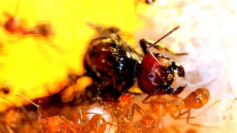 [Photo] Messor cephalotes (Messor cephalotes) | MyrmécoFourmis