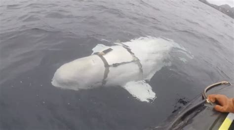 Baleia Beluga Treinada Pelo Exército Russo é Encontrada Na Noruega