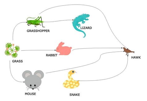 A Guide To Understand Food Web With Diagram Edrawmax Online