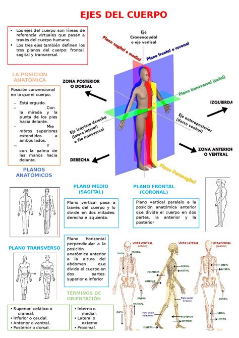 Apuntes De Los Planos Anatomicos Apuntes De Anatomía Docsity