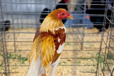 Unusual And Bizarre Chicken Breeds