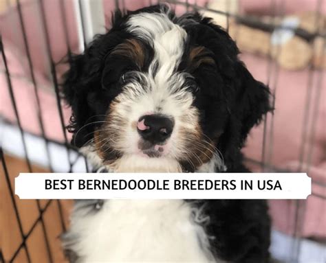 Best Bernedoodle Breeders In Usa 2024 Top 6 Picks