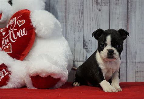 Aca Registered Boston Terrier For Sale Warsaw Oh Female Haley Ac