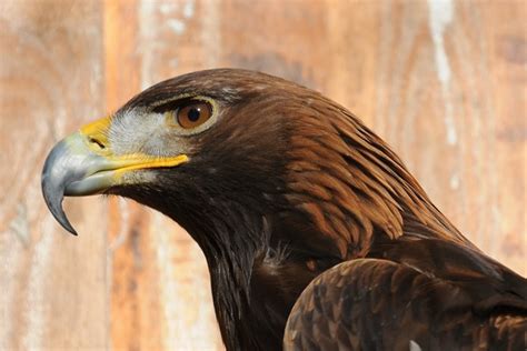 Book hotel aguila real, cangas de onis on tripadvisor: Aquila reale in volo: video spettacolare - Idee Green