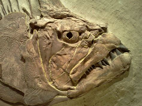 Sunday Snapshot Fossils At The Ku Natural History Museum Diana