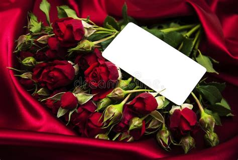 Red Rose And Greeting Card Stock Photo Image Of T 48225662