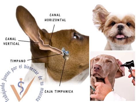 Cómo Limpiar Las Orejas De Mi Perro Grupo Médico Veterinario Toluca