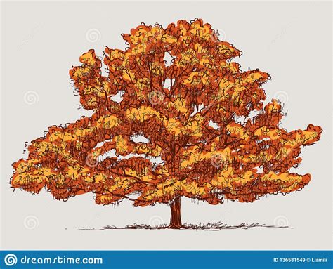 Vector Image Of Oak Tree In Autumn Stock Vector Illustration Of
