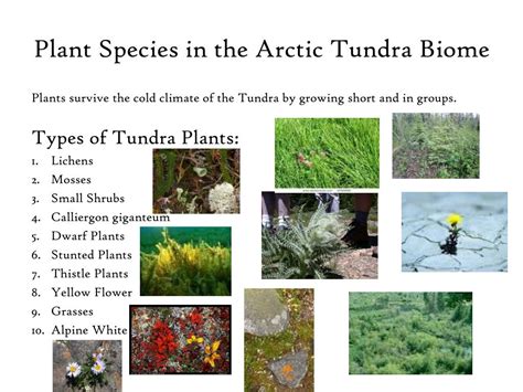 Ppt Arctic Tundra Biome Powerpoint Presentation Free Download Id