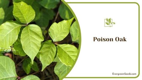 Poisonous Plants In Georgia Recognize Commonly Seen Species