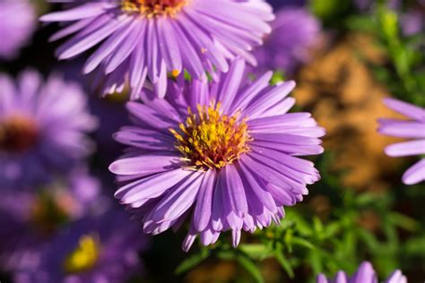 Perennial Of The Month Aster Bloomers Home And Garden Center