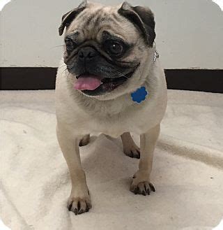 The head is large and round with a heavily wrinkled. Newark, NJ - Pug. Meet Nessa, a dog for adoption. http ...