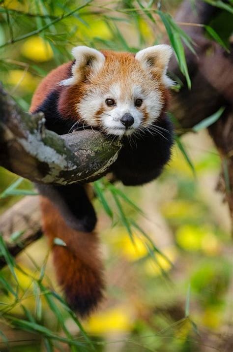 100 Wallpaper Cute Red Panda Giúp Bạn Xua Tan Mệt Mỏi Sau Một Ngày Làm
