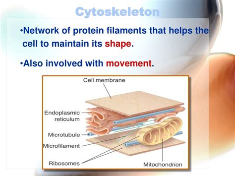 Cytoskeleton Function In Cells My XXX Hot Girl