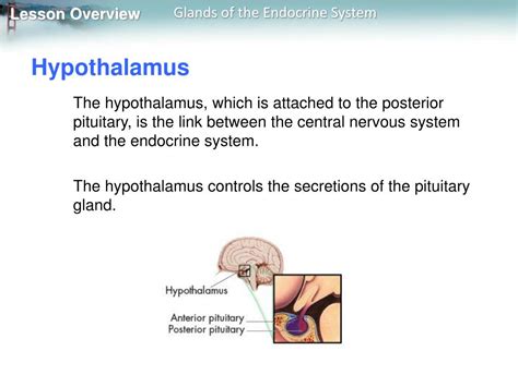 hypothalamus functions hypothalamus hormones and disorders