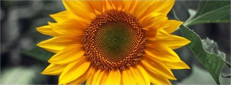 Maybe you would like to learn more about one of these? Sunflower Close Up Facebook Timeline Cover Facebook Covers ...