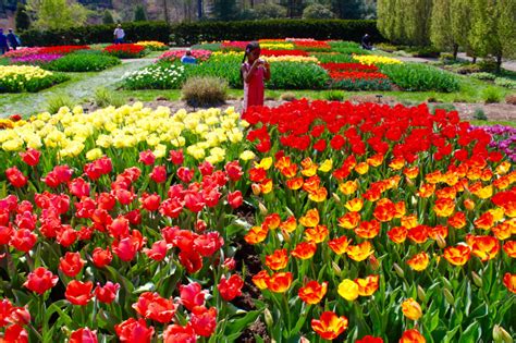 Longwood Gardens Tulips Spring Into Kennett Square Taste Of Travel 2