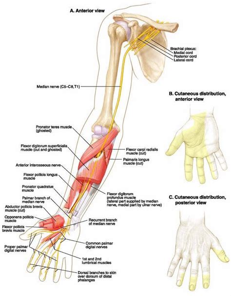 Diagram Of Ulnar Nerve Pathway