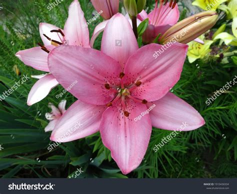 7707 Asiatic Lily Images Stock Photos And Vectors Shutterstock