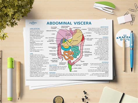 Abdominal Viscera Anatomy Poster Etsy Finland