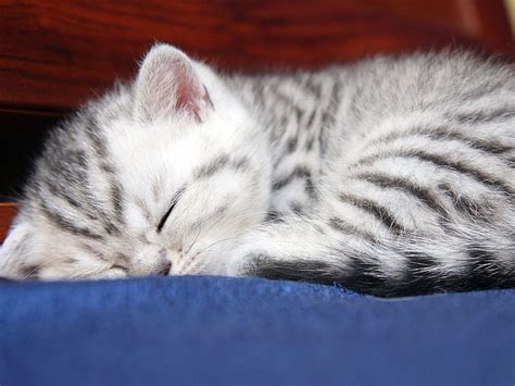 Sweet Sleepyhead Feline Sleep Cat Kitten Bed Animal Hd Wallpaper