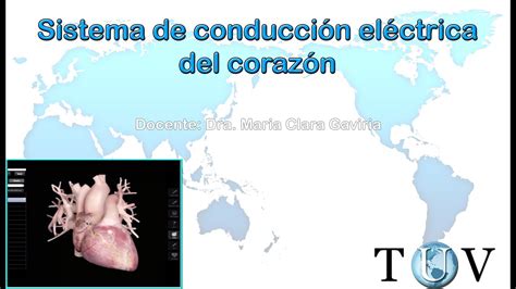 Sistema De Conducción Eléctrica Del Corazón Electrocardiograma Curso