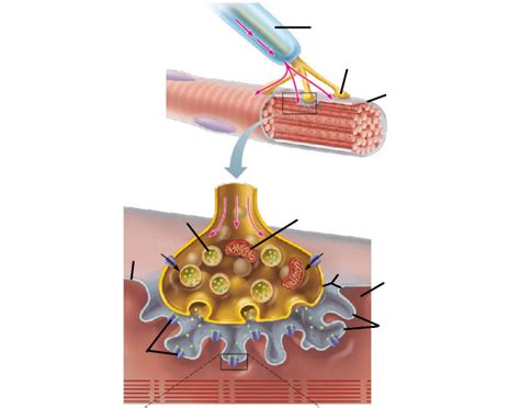 Structure Of The Neuromuscular Junction Quiz