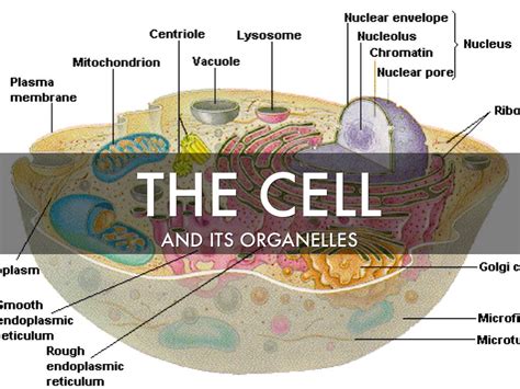 Cell Organelles By Marcus Bilky