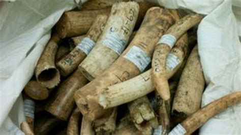 The Illegal Ivory Trade Threatening Africas Elephants Bbc News