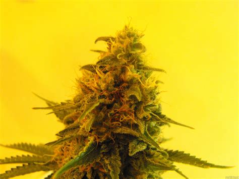 Strain Gallery Critical Sensi Star Delicious Seeds Pic