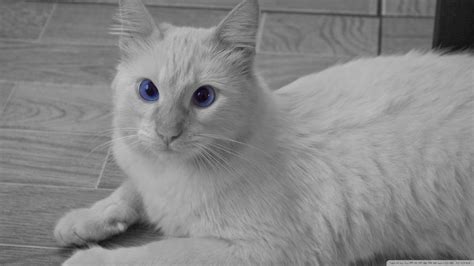 Sepia Background White Cats Blue Eyes Animals Sepia Azul