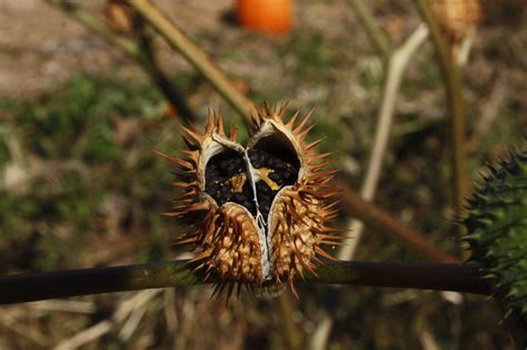 These Prickly Seed Pods Were Fascinating My Favorite Activ Flickr